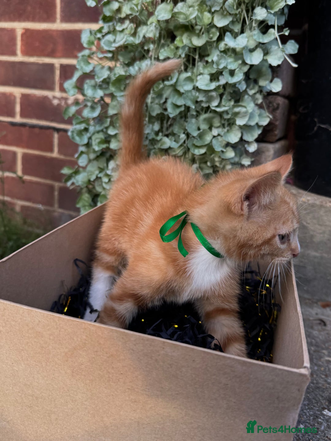 Domestic Shorthair cats for sale: 5 Beautiful fluffy Kittens - Image 3