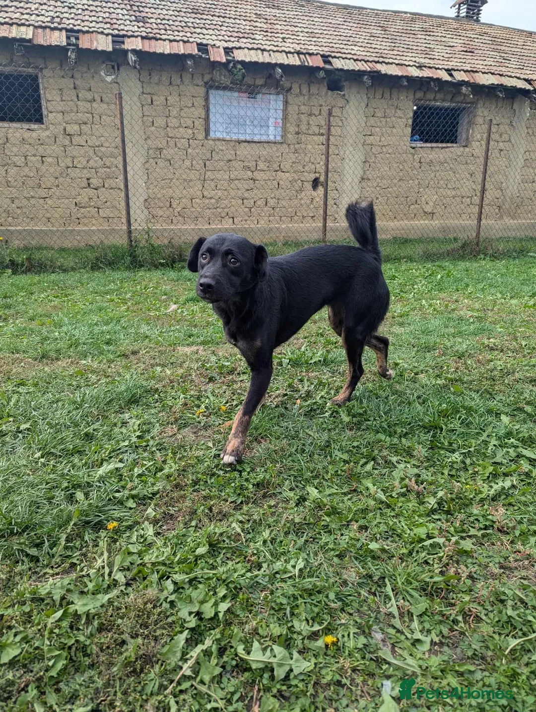 Mixed Breed dogs for adoption: Midnight for adoption - Advert 8