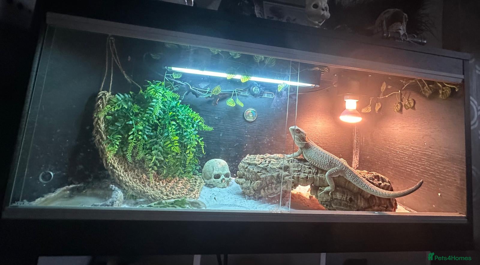Bearded Dragon reptiles Bearded dragon and complete setup - Advert 10