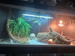 Bearded Dragon reptiles Bearded dragon and complete setup - Advert 17