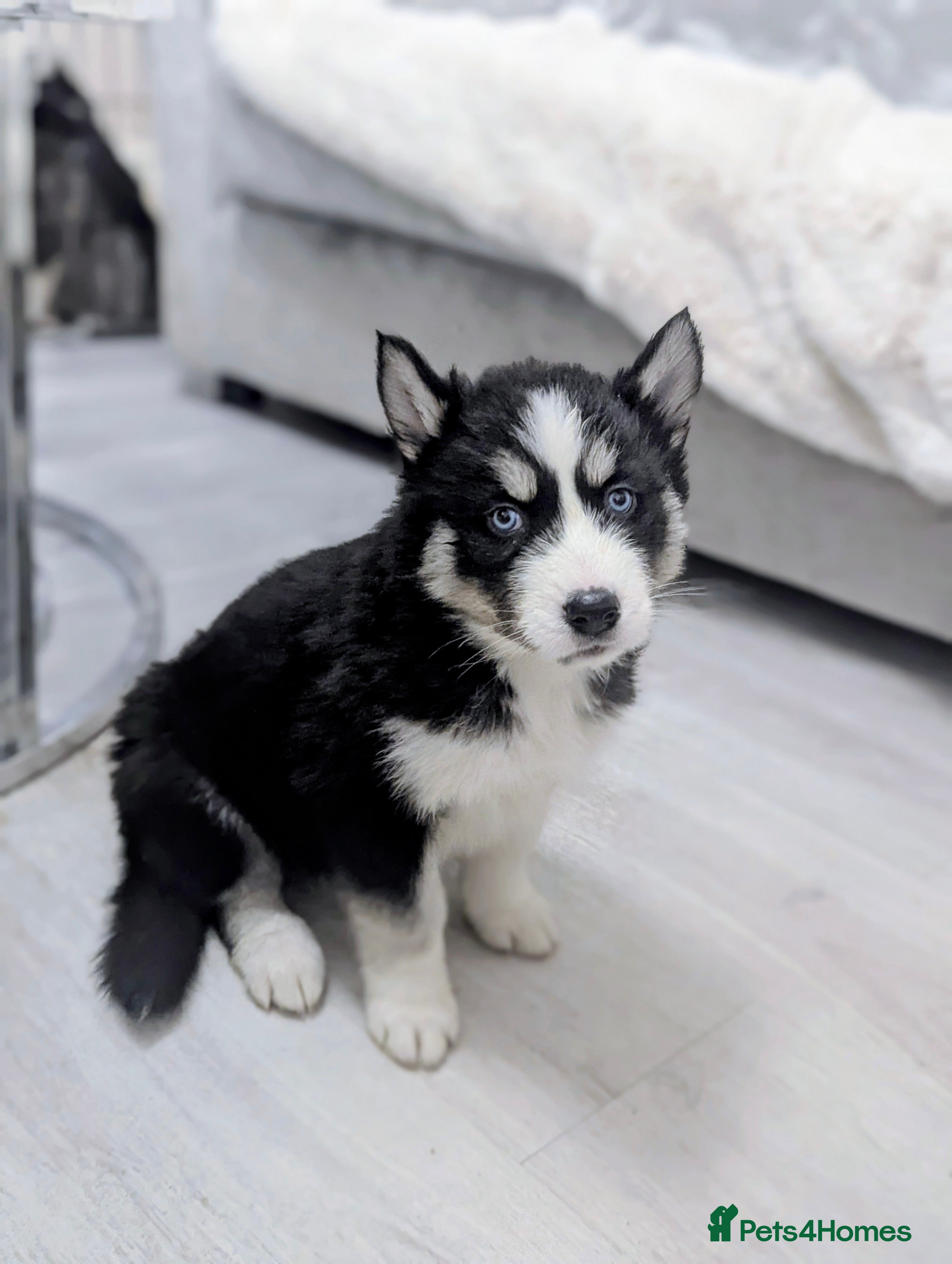 Siberian Husky dogs Stunning Siberian Husky Puppies for Sale 🐾 - Advert 1