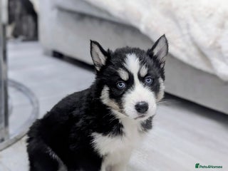 Siberian Husky dogs Stunning Siberian Husky Puppies for Sale 🐾 - Advert 1