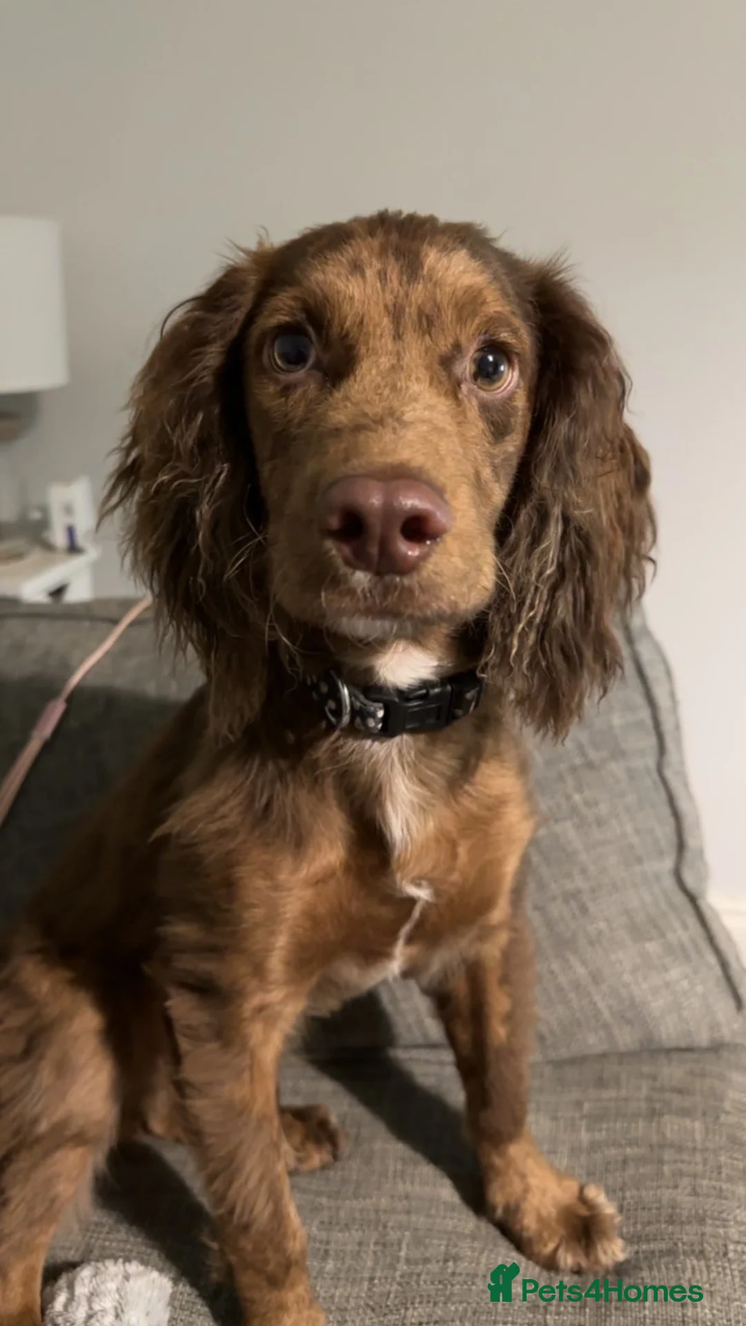 Cocker Spaniel dogs for sale: Cockerspaniel  - Advert 2