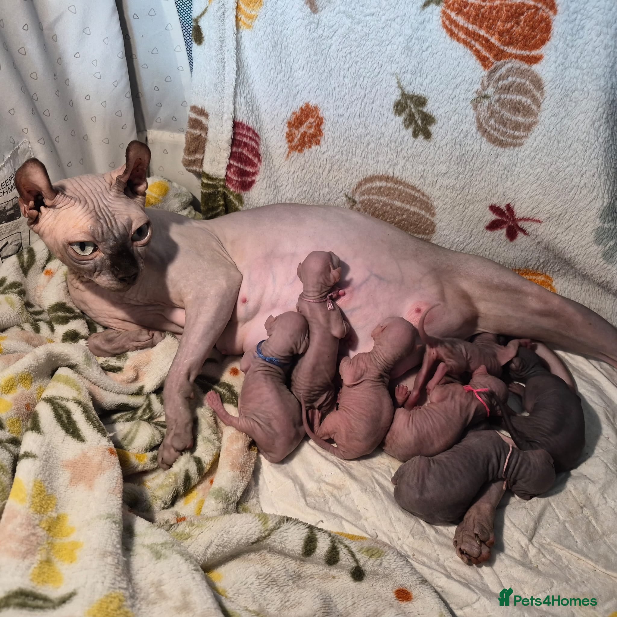 Sphynx cats Sphynx /Elf kittens Ready Now - Advert 2