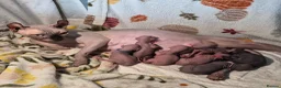 Sphynx cats for sale: Sphynx /Elf kittens Ready Now - Advert 2