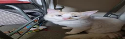 Ragdoll cats for sale: Flame point ragdoll boy  - Advert 7