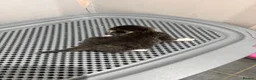 Mixed Breed cats for sale: Four beautiful kittens - Advert 3