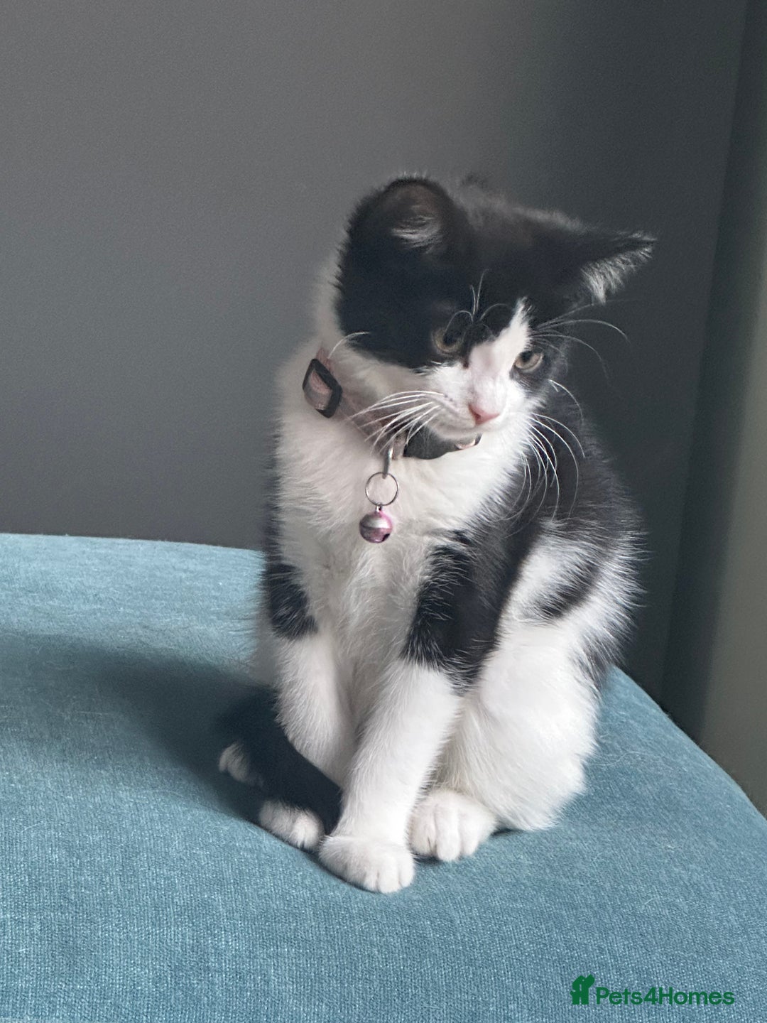 British Shorthair cats for sale: Beautiful tuxedo kittens - Image 18