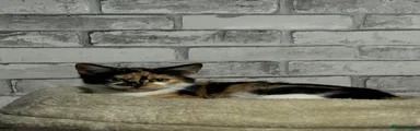 Mixed Breed 1