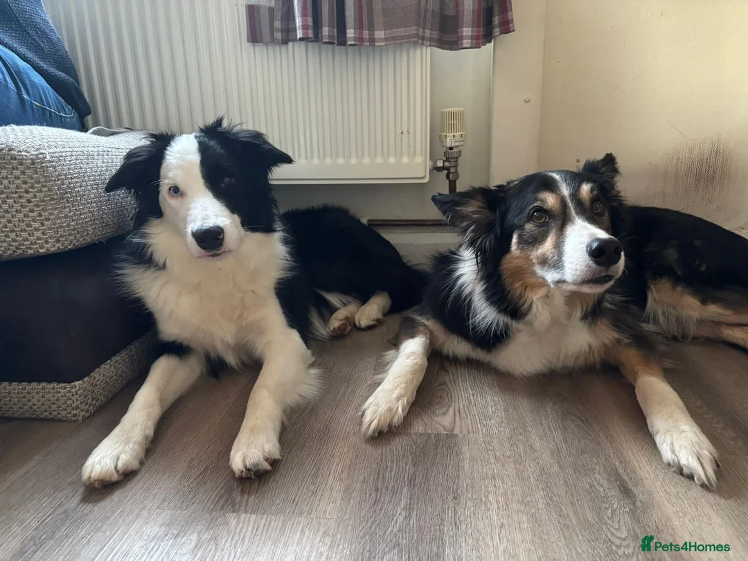 Border Collie dogs for sale: Callie needs a new home  - Advert 36