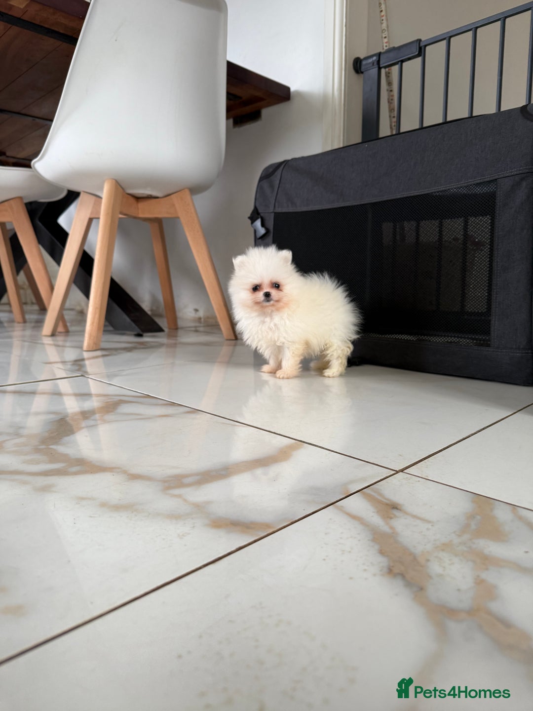 Pomeranian dogs for sale: Minature Pomeranians - Advert 10