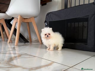 Pomeranian dogs Teddy Bear Minature Pomeranians - Advert 11