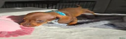 Miniature Dachshund dogs for sale: 🤎 Gorgeous Daxies_Mini Dachshunds 🤎 - Advert 10