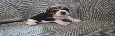 Beagle Puppy 3