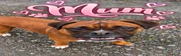 Boxer dogs for sale: Beautiful Boxer Puppies for Sale in Stirling - Advert 9