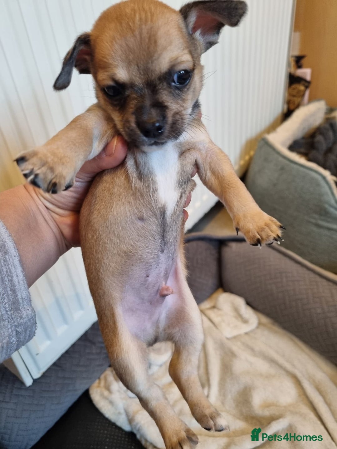 Chihuahua dogs for sale: Chihuahua Puppies For Sale - Advert 17