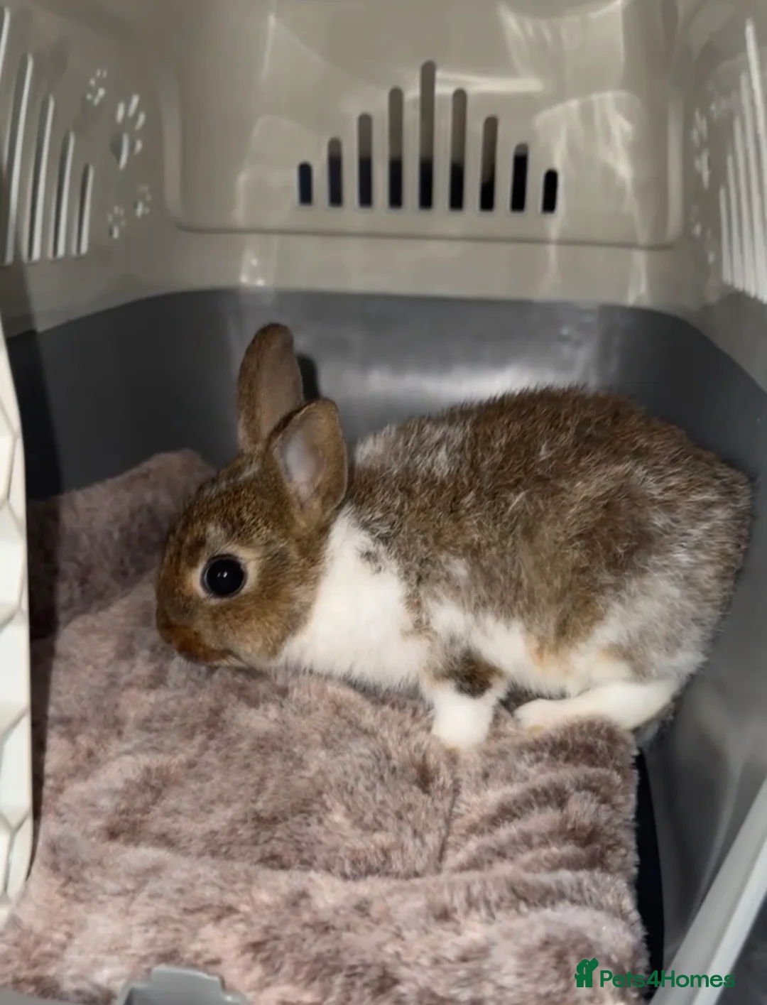 Netherland Dwarf rabbits for sale: Netherlands dwarf in London - Advert 1