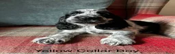 Cocker Spaniel dogs for sale: KC reg, health tested, show type cocker spaniels  - Advert 11