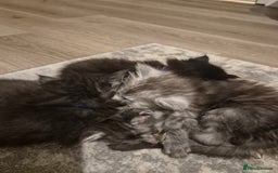 Maine Coon cats for sale: 4 beautiful maine coon babies - Image 11
