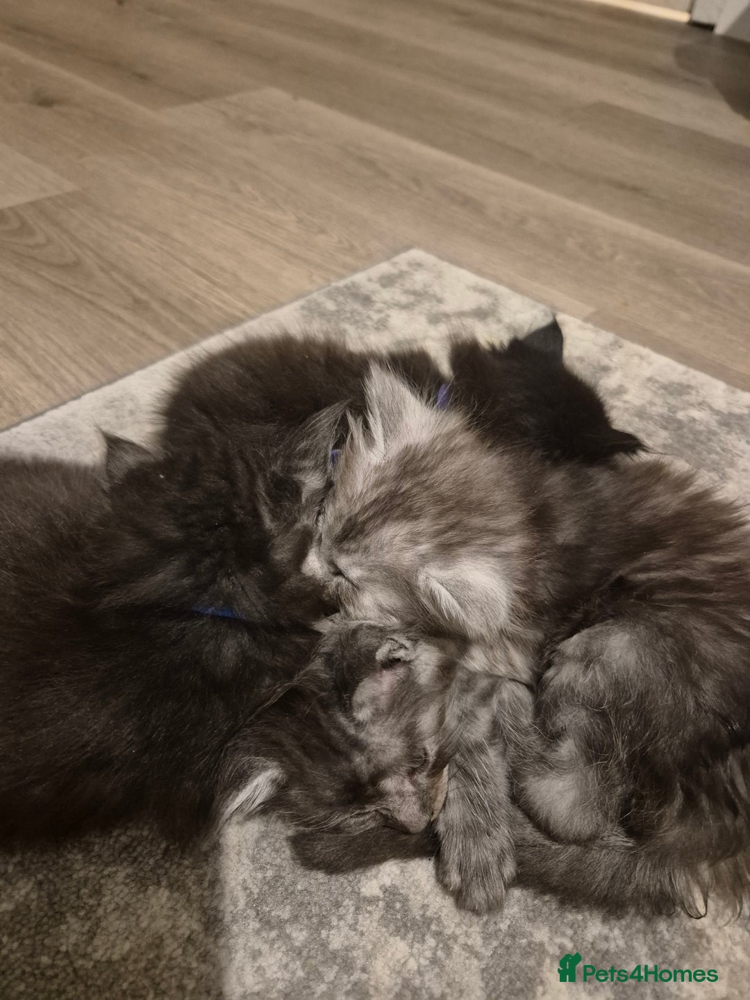 Maine Coon cats for sale: 4 beautiful maine coon babies - Image 11