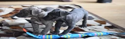 American Bull Staffy dogs for sale: American Staffordshire Terrier - Advert 16