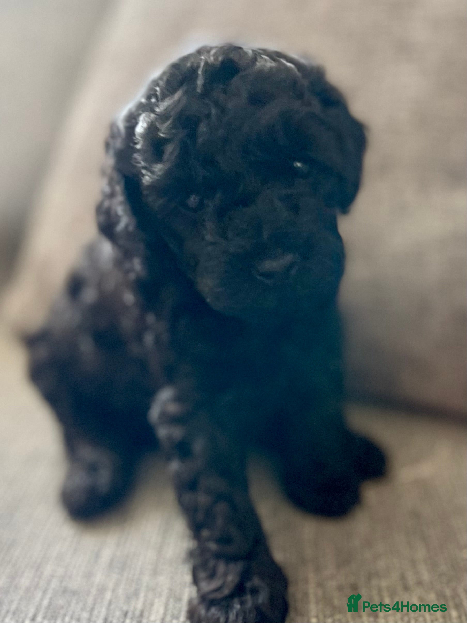Maltipoo dogs F1b Toy Maltipoo Puppies Ready 22 July | Essex - Advert 2