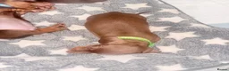Miniature Dachshund dogs for sale: Beautiful Chocolate & Tan K.C Registered Puppies - Advert 7