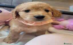 Cockapoo dogs for sale: Adorable Cockerpoo Puppies - Image 1