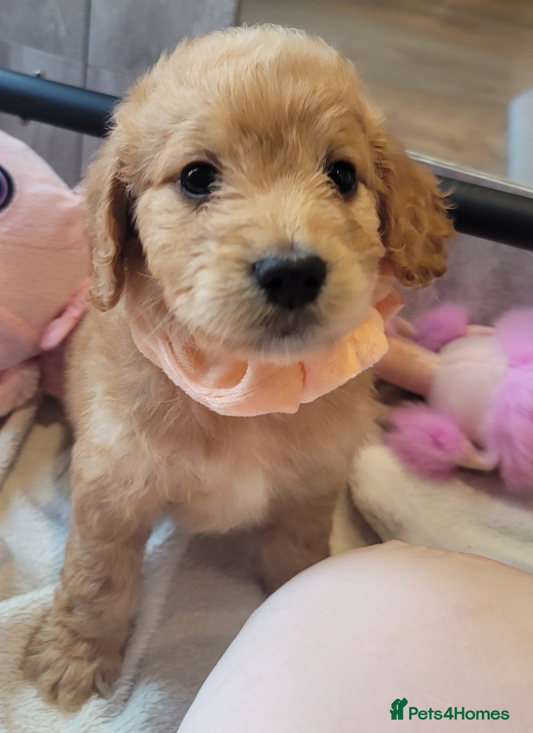 Cockapoo dogs for sale: Adorable Cockerpoo Puppies - Image 1