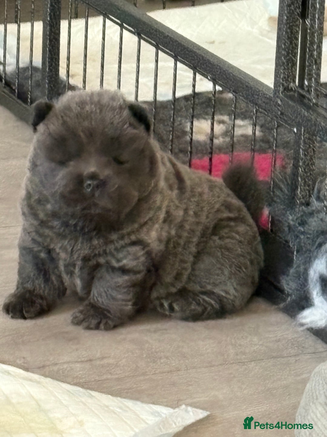 Chow Chow dogs for sale: Quality chow chow pups - Image 26
