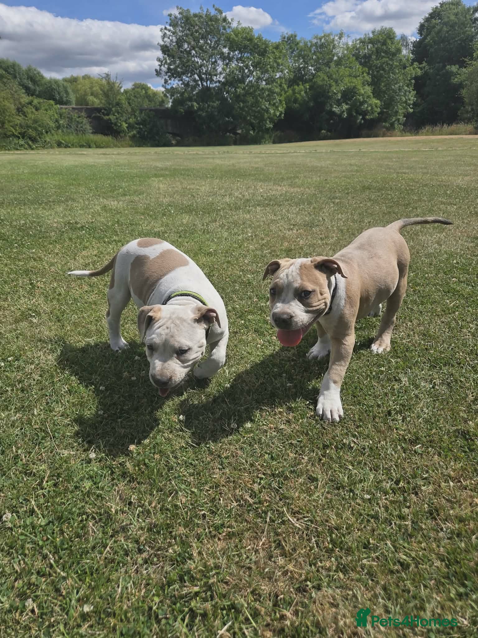 American Bully dogs Two Stunning American Bully Standard Puppies - Advert 1