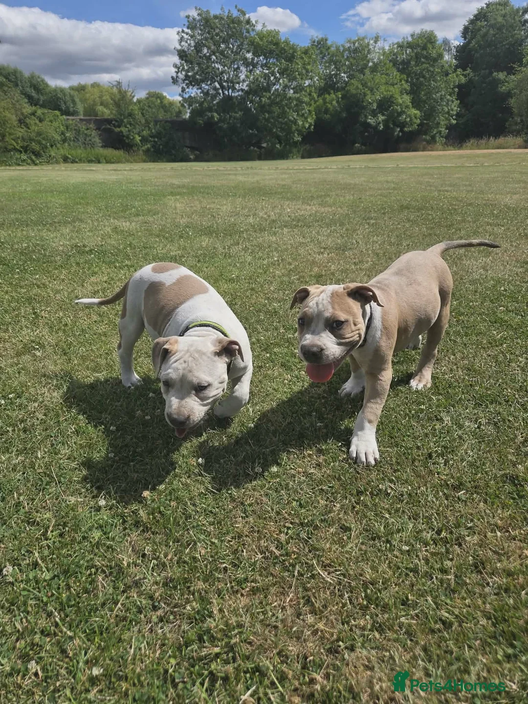 American Bully dogs for sale: Two Stunning American Bully Standard Puppies - Advert 1