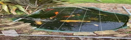 Koi Carp fish for sale: Koi and goldfish for sale  in Exeter - Advert 3
