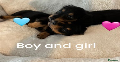 Dachshund dogs - Advert 7