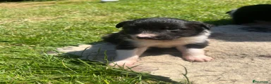 Border Collie 1