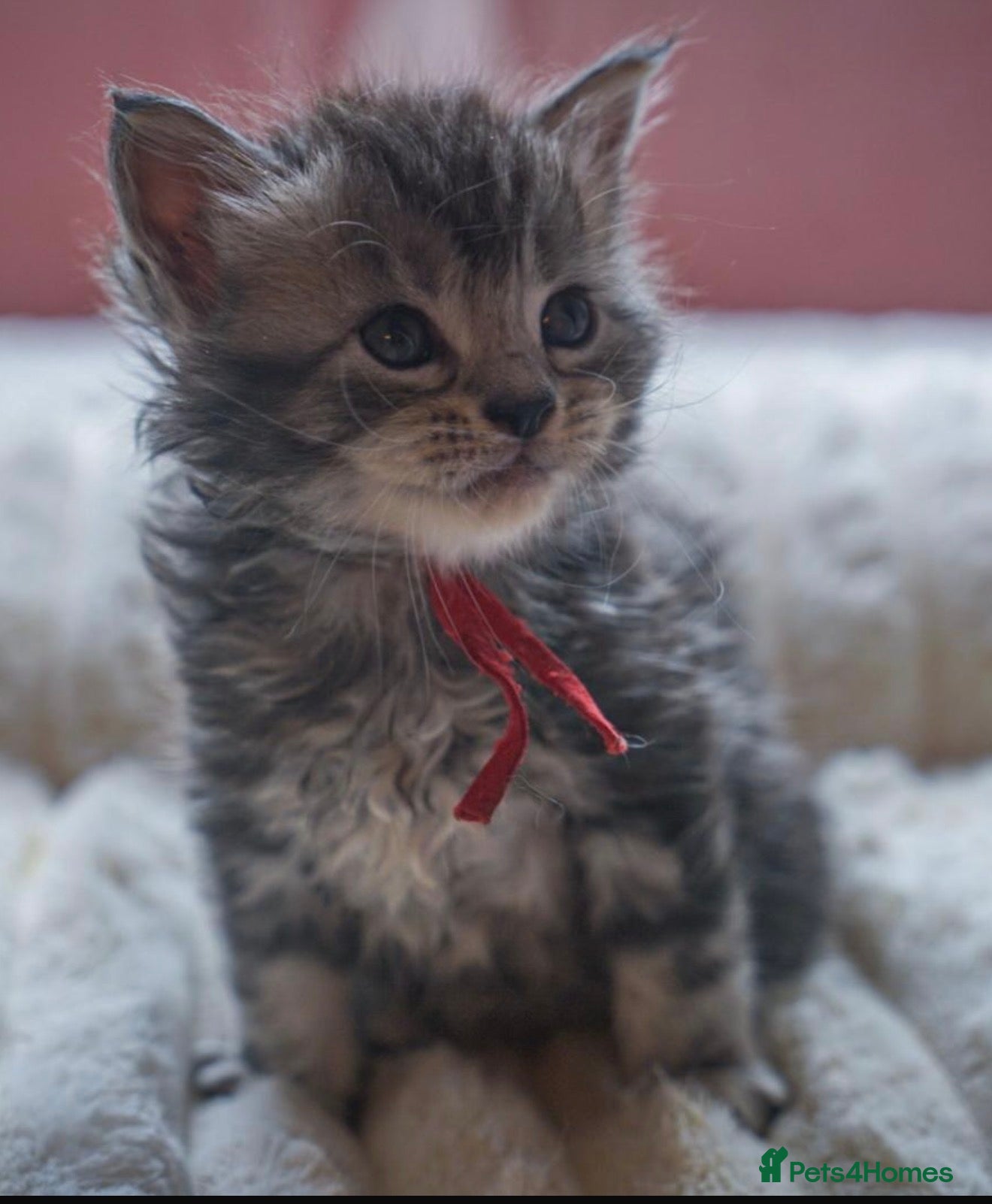 Maine Coon cats Stunning pure maine coon  kittens ready 10th June  - Advert 6