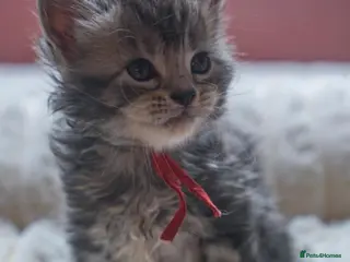 Maine Coon cats Stunning pure maine coon kittens ready 10th June - Advert 6