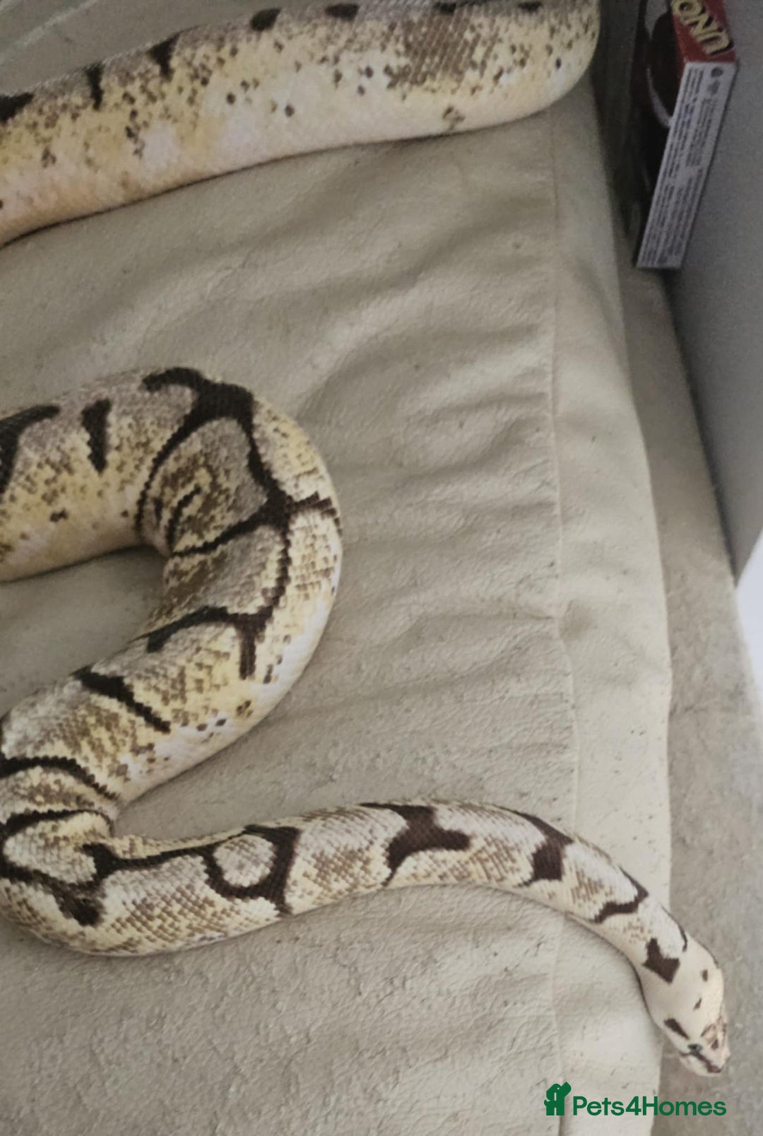 Python Snake reptiles for sale: Ball pythons for sale - Image 5