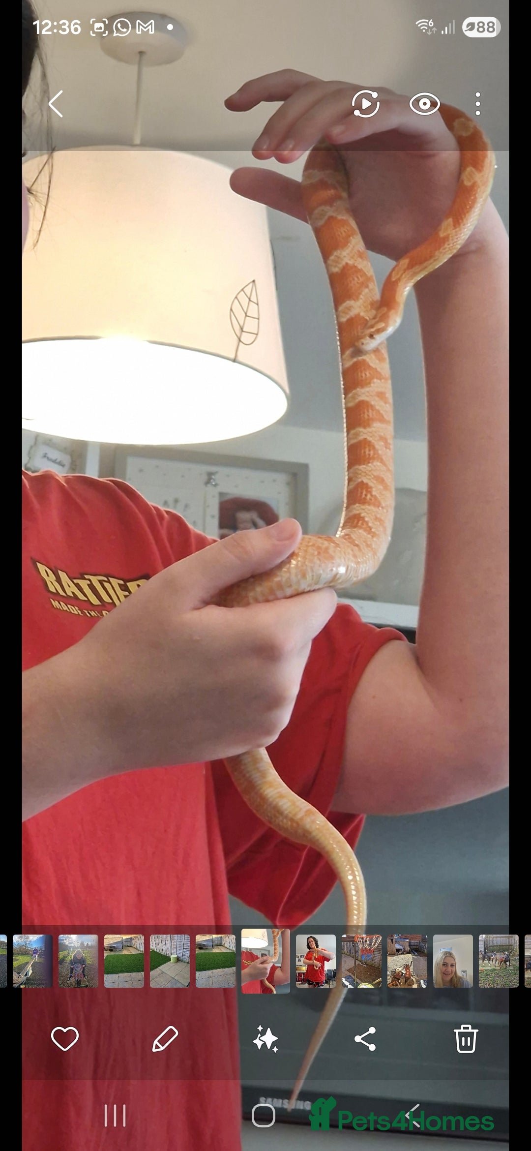 Corn Snake reptiles for sale: corn snake  - Image 2