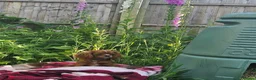Cavalier King Charles Spaniel dogs for sale: Queenie kennel club female  - Advert 11