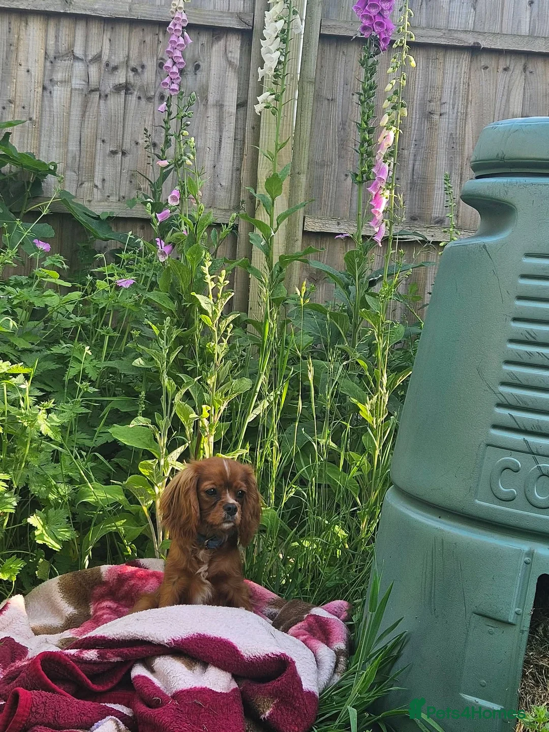 Cavalier King Charles Spaniel dogs for sale: Queenie kennel club female  - Advert 11