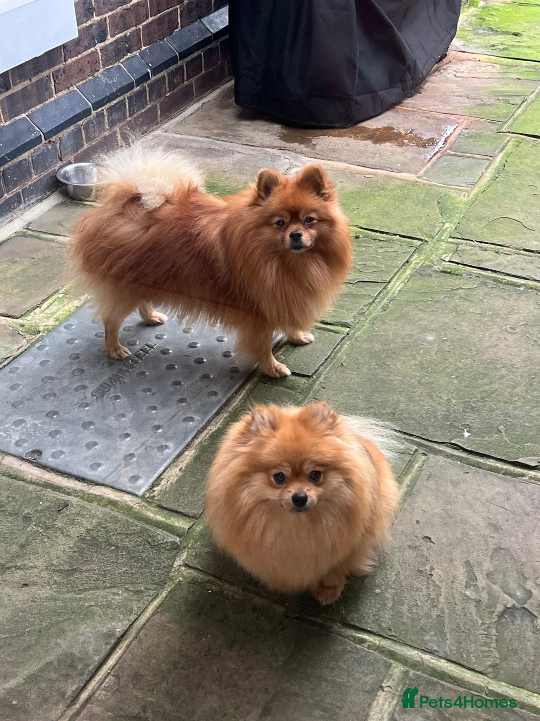 Pomeranian dogs for sale: Pomeranian puppies to die for - Advert 19