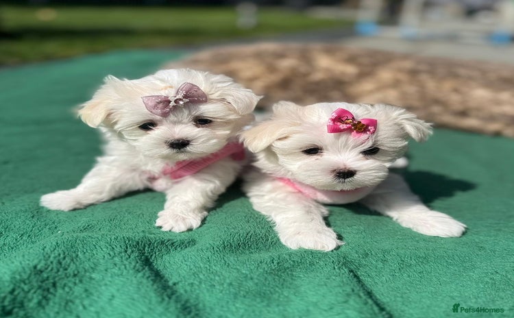 Maltese dogs - Advert 10