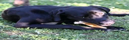 Pointer dogs for adoption: Donna – Beautiful English Pointer Cross - Advert 16