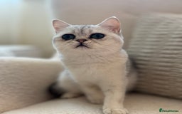 British Shorthair cats for sale: British shorthair chinchilla girl - Image 2
