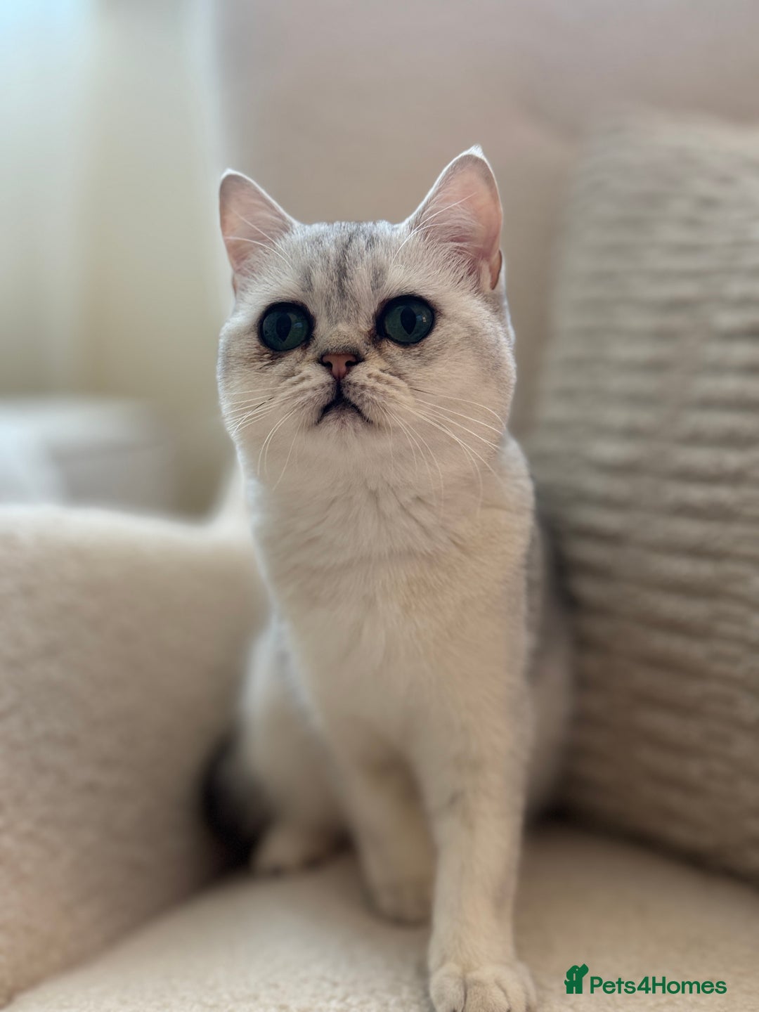 British Shorthair cats for sale: British shorthair chinchilla girl - Image 2