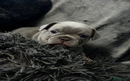 French Bulldog dogs for sale: KC Fluffy Carriers Isabella French Bulldogs puppy - Image 22