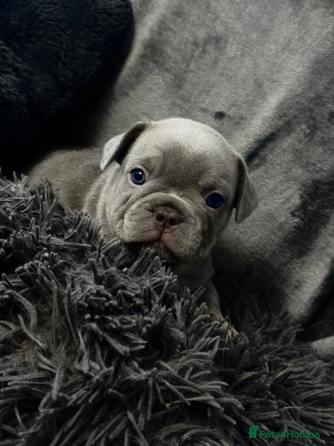 French Bulldog dogs for sale: KC Fluffy Carriers Isabella French Bulldogs puppy - Image 22