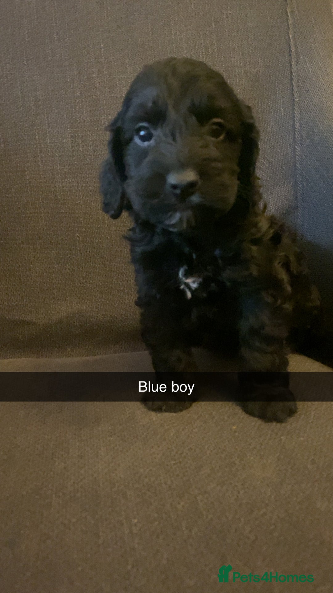 Cockapoo dogs for sale: Cockerpoo puppy’s  - Advert 9