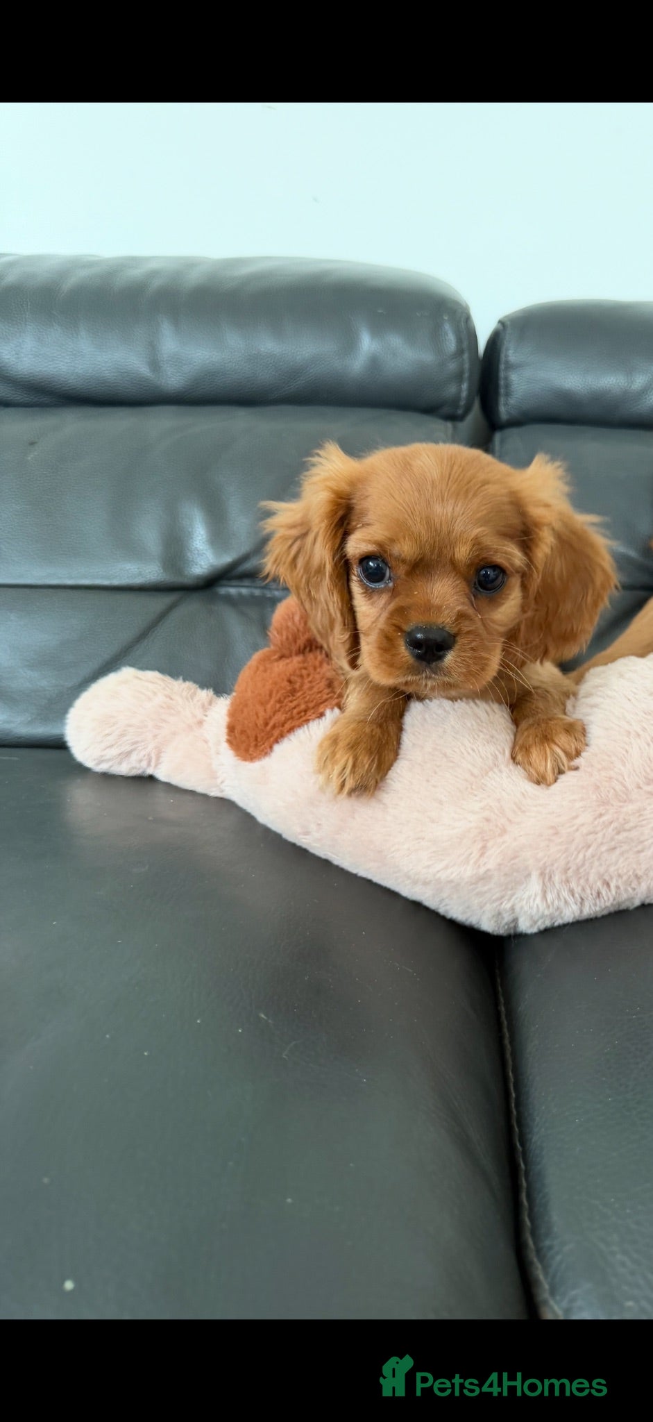 Cavalier King Charles Spaniel dogs King Charles cavalier puppies ruby - Advert 2